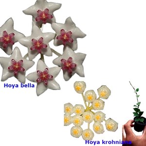 Combo das flores de cera belas pendentes mudas enraizadas no pote nº 6
