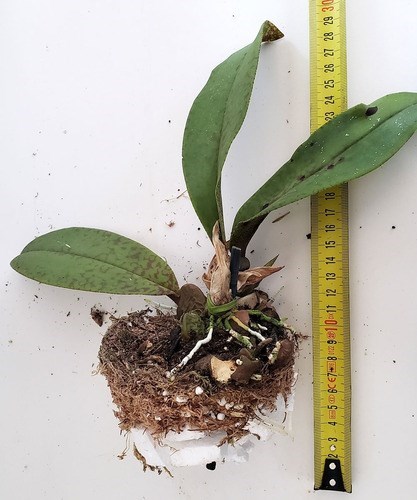 Orquídea Borboleta. Super Raridade Floresce Ano Todo!!!