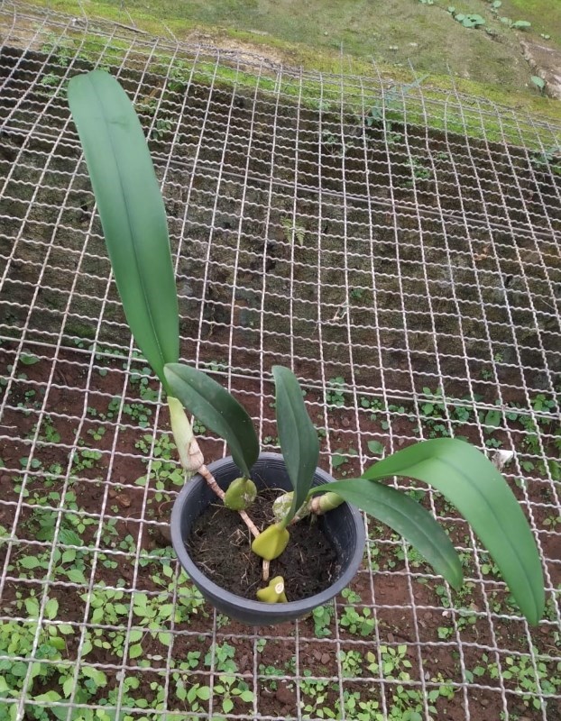 Bulbophyllum elassolotum