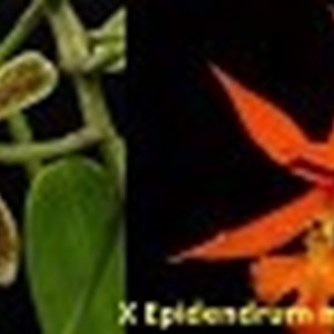 Epidendrum ( cristatum x macrocarpum )