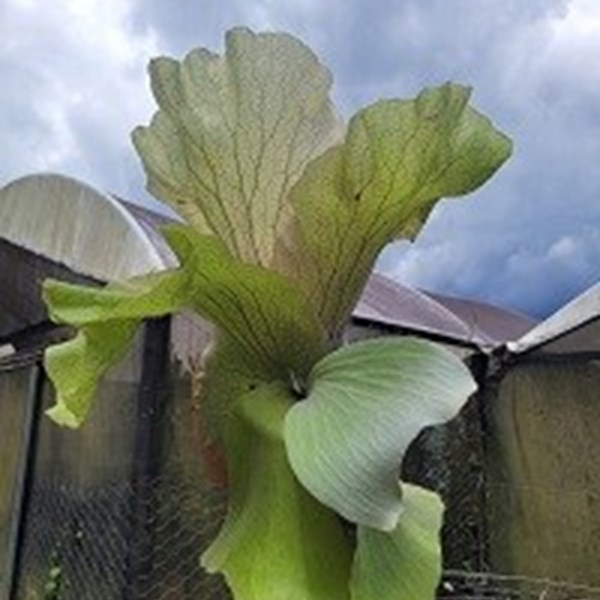 Platycerium xelemaria