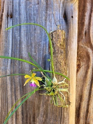Encyclia bracteata