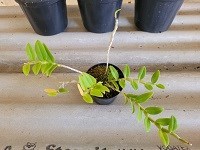 Dendrobium loddigesii