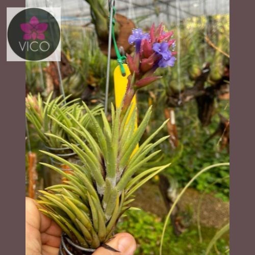 Tillandsia neglecta