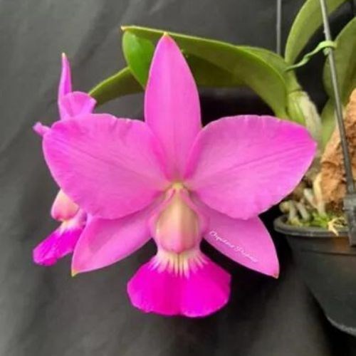 Orquídea Cattleya walkeriana 'tipo' promoção