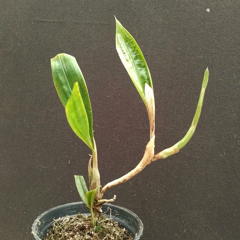 Acacallis hoehne - S1003