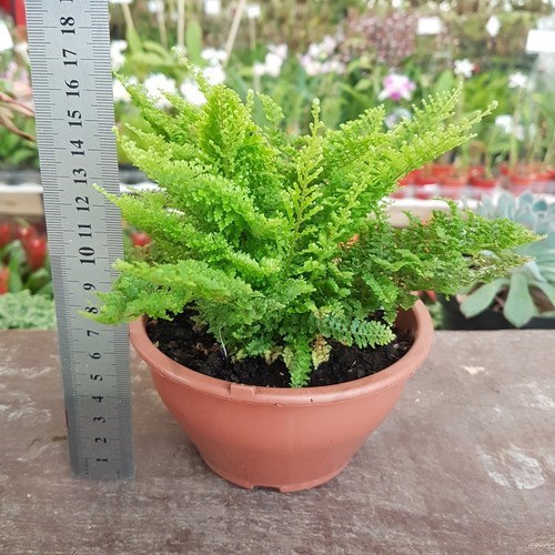 Kit 2 Mini Samambaias Havaianas Planta Natural