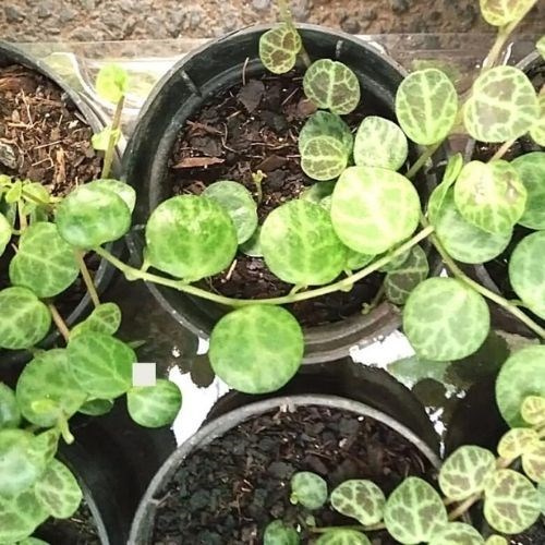 Colar de Tartaruga (Peperomia Prostata)