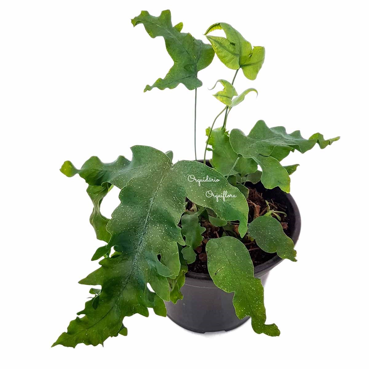 Muda Samambaia-Azul Polypodium Aureum Planta Natural