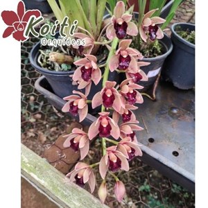 Orquídea Cymbidium Dorothy Stockstill - Meristema