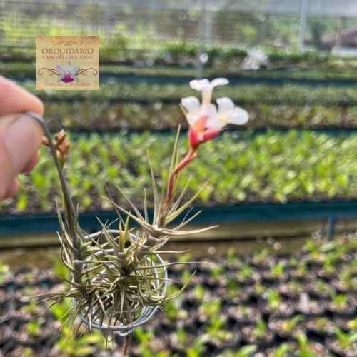 Tillandsia oliveirae