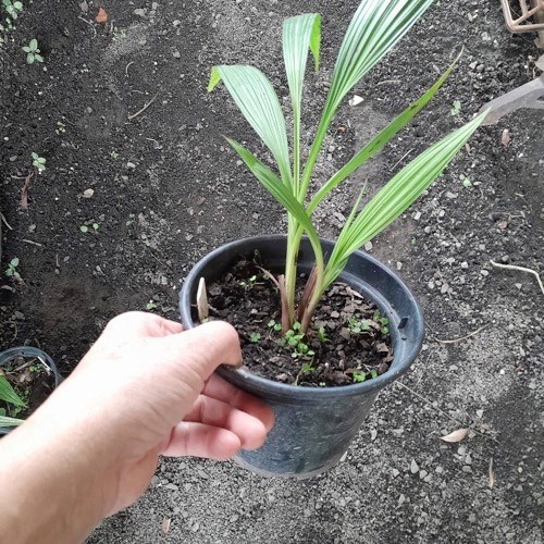 Spatoglotis exótica (cores diversas)