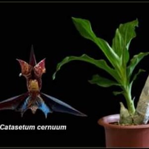 Orquídea Catasetum cernuum