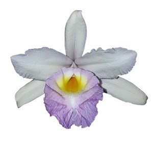 Orquídea Sobralia Mirabilis Entouceirada Planta Adulta