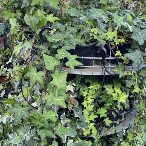 Folhagem Hera Estrela (Vaso de Cuia)