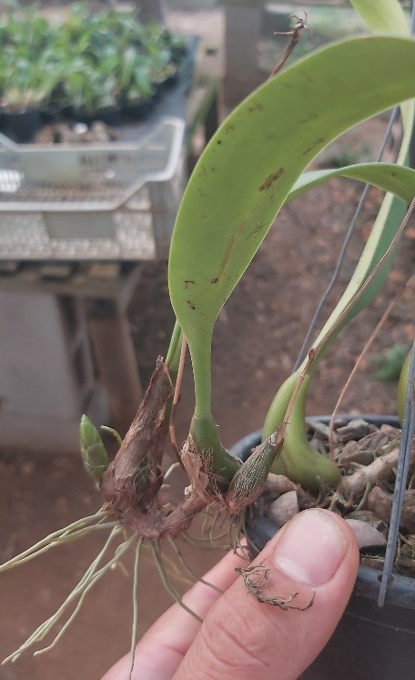 Orquídea Bulbophyllum forrestii