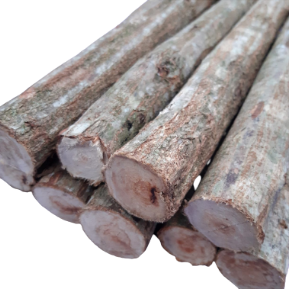 Toco de sansão 10 unidades de 30cm - 5cm de espessura