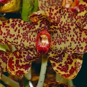 Orquídea Gigante Grammatophyllum speciosum