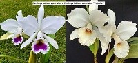 Cattleya labiata ( semi alba x semi alba tubular )