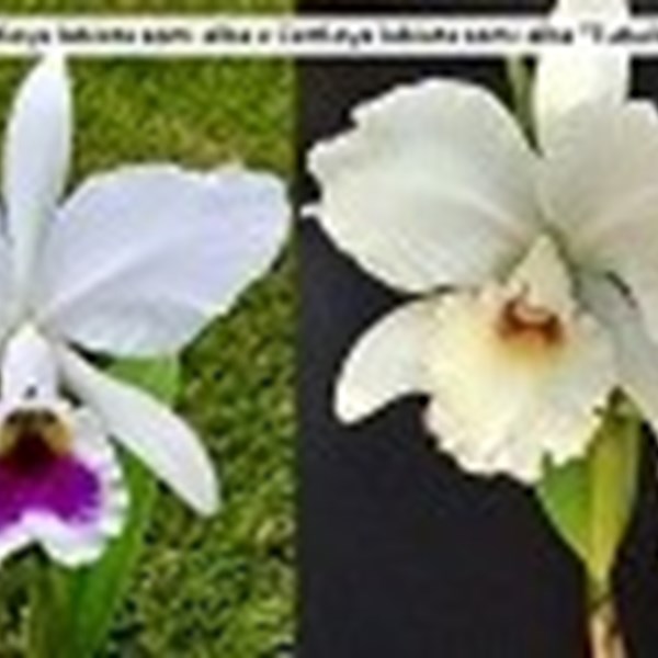 Cattleya labiata ( semi alba x semi alba tubular )