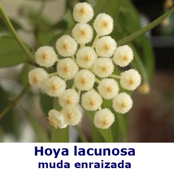 Flor de Cera Hoya lacunosa