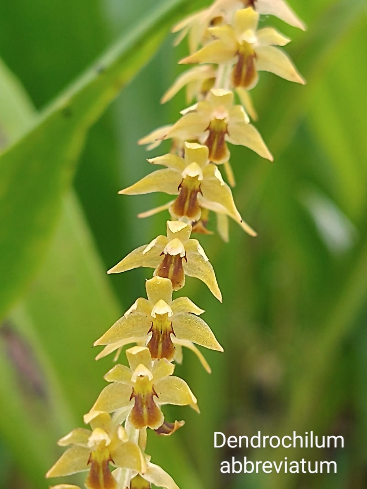 Orquídea Exótica Dendrochilum abbreviatum 
