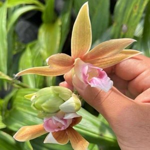 Phaius alba x Phaius tankervilleae (Capuz de Freira)