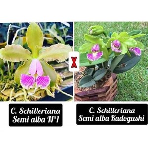 Orquídea Cattleya schilleriana semi alba N1 X Semi Alba Kadogushi