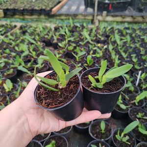 Orquídea L. Pumila Tipo ( filha de Alba x Coerulea) x Self