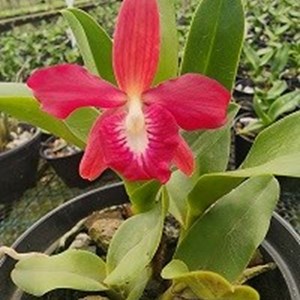Registro Disponível: Epidendrum robustum x Sophronitis miniata