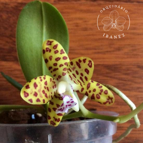 Sedirea japônica x vandopsis parishii 