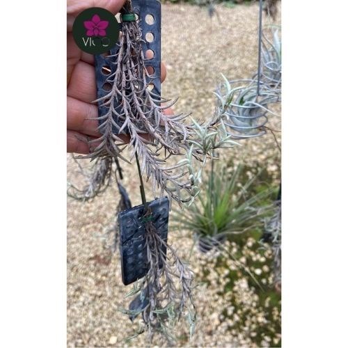 Tillandsia Capilaris