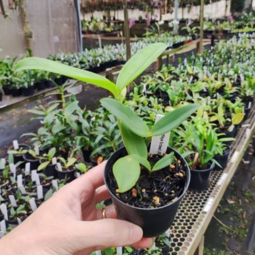 Cattleya forbesii rosa - Orquídea Bico de Chaleira