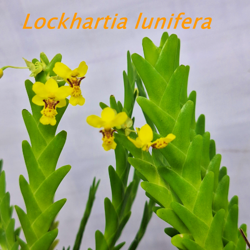 Orquídea Lockhartia lunifera