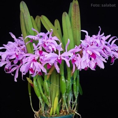 Laelia Lucy Ingram