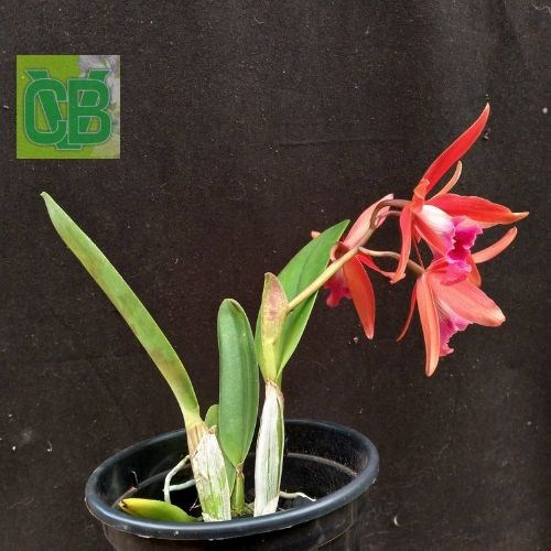 Laelia purpurata flamea X Laelia briegeri