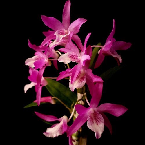 Orquídea Dendrobium Stardust Rainbown Dance ! Planta Adulta