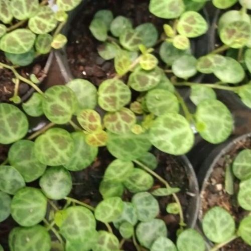 Colar de Tartaruga (Peperomia Prostata)