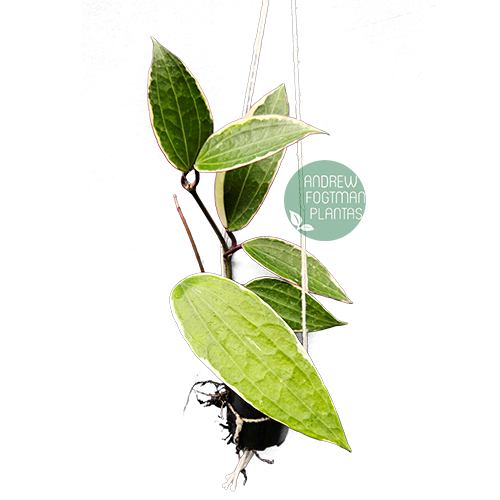 Flor de cera Hoya macrophylla albomarginata - muda enraizada no pote nº 6