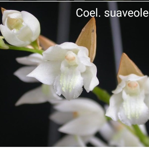 Orquídea Coelognyne suaveolens