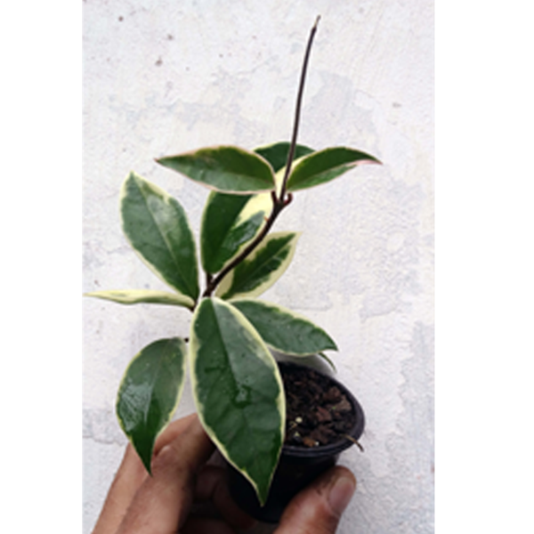Flor de Cera Hoya carnosa variegata