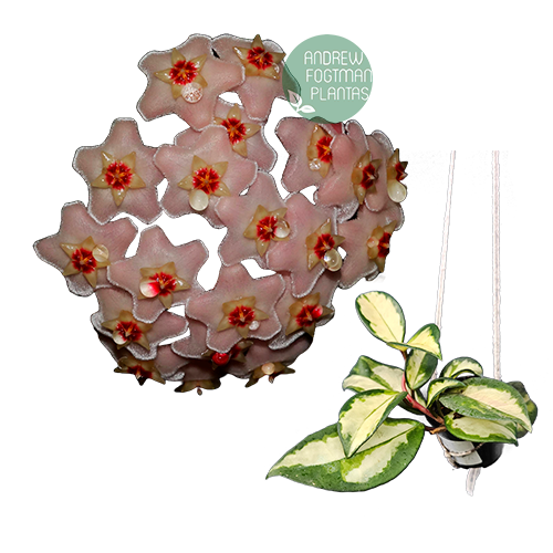 Flor de cera Hoya carnosa variegata 'Krinson Princess' muda enraizada no pote nº 6