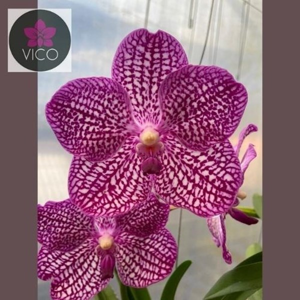 Orquídea Vanda Tristar Pink Gauze