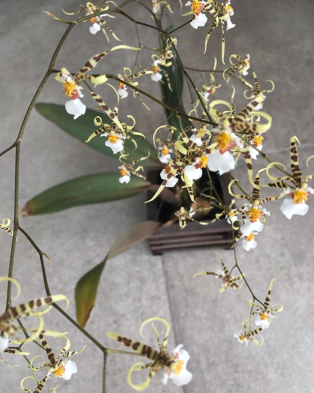 Orquídea Oncidium Phymatochylum