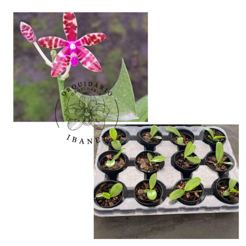 PHALAENOPSIS BASTIANII ( PRE ADULTA)