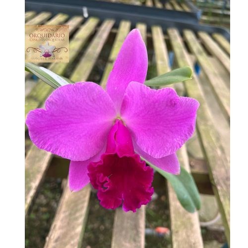 Orquídea Hadrolaelia punila x Blc. Pink Empress