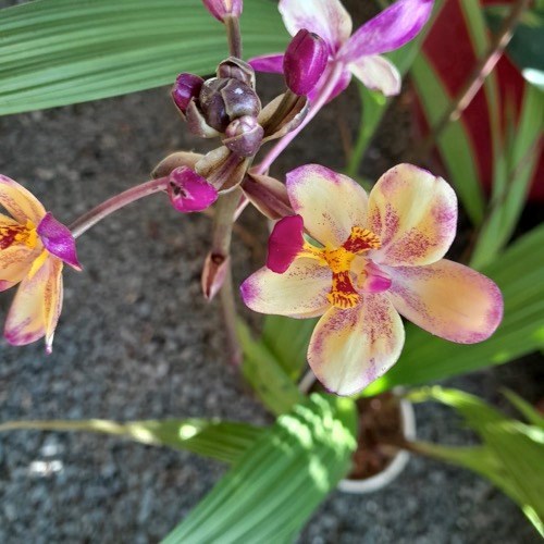 Spatoglotis exótica (cores diversas)