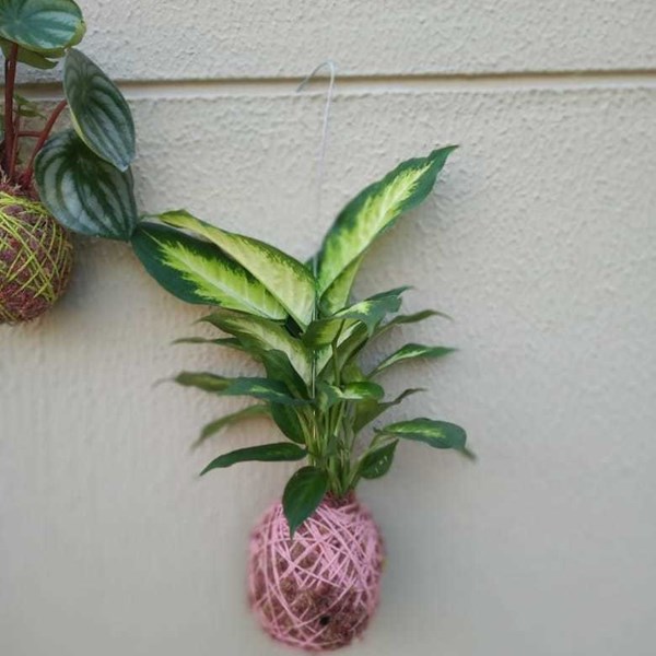 Kokedama de Folhagem Comigo-Ninguém-Pode