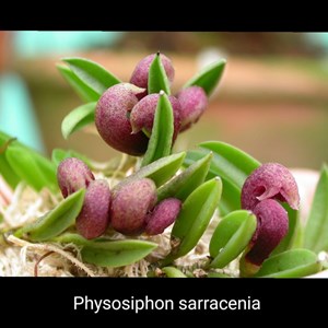 Micro Orquídea Physosiphon sarracenia (=Pleurothallis sarracenia)- "Orquídea Suculenta"