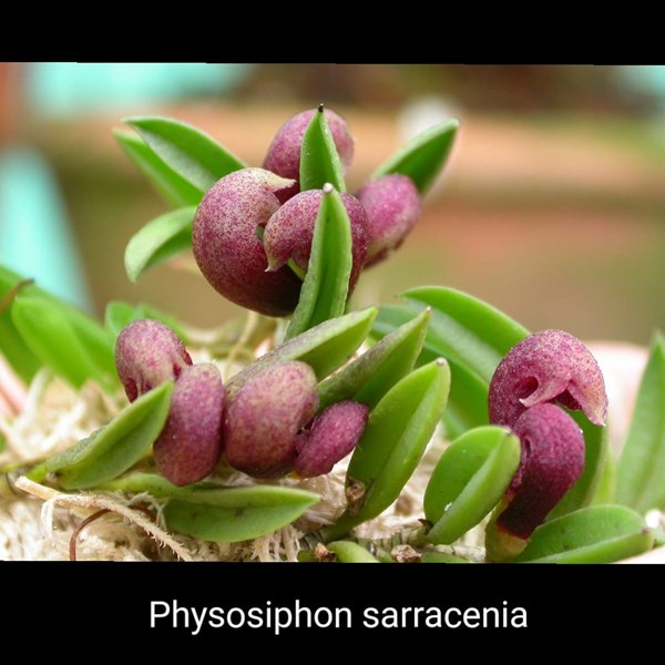Micro Orquídea Physosiphon sarracenia (=Pleurothallis sarracenia)- 